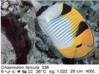 Chaetodon falcula